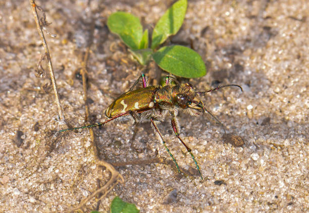 istock Insect in its wild habitat 1413034438