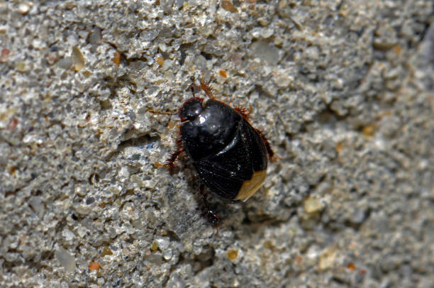 istock Insect in its wild habitat 1413034457