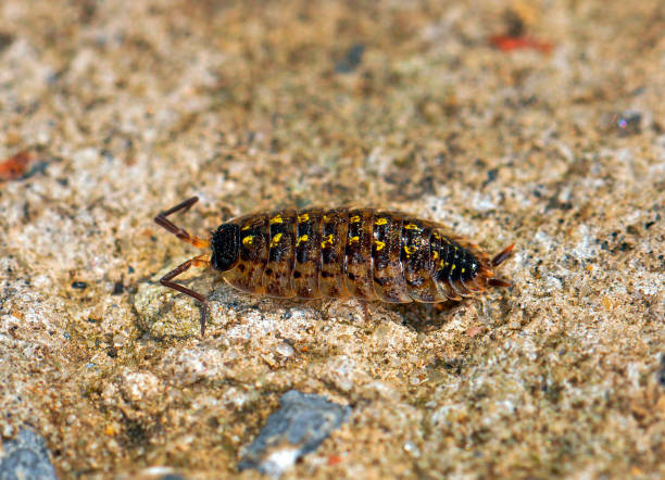 istock Insect in its wild habitat 1413034476