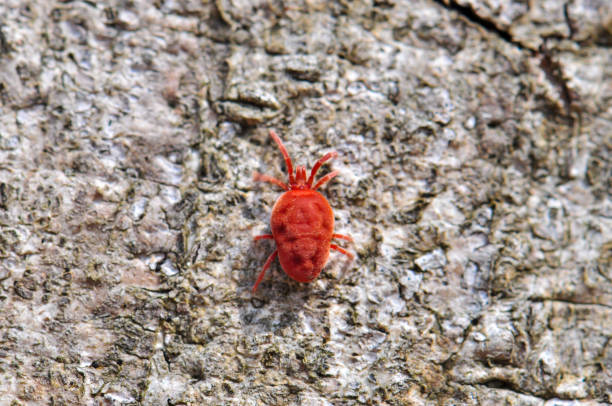istock Insect in its wild habitat 1413034520