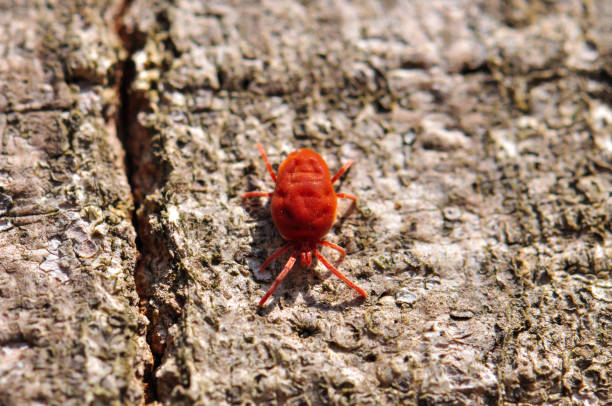 Insect in its wild habitat