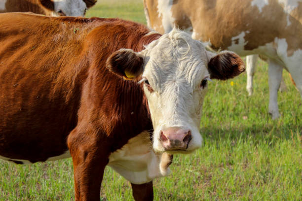 istock Cow portrait, Cattle looking at camera while grazing on summer meadow 1413035231