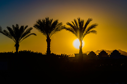 Palm trees against sunset at Sharm El Sheikh, Egypt