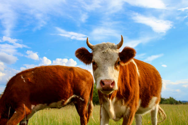 istock Cow portrait, Cattle looking at camera while grazing on summer meadow 1413035401
