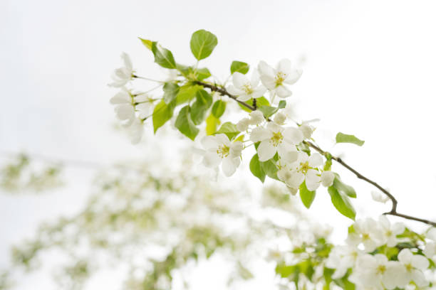 Blooming white flowers on a tree on a sunny day