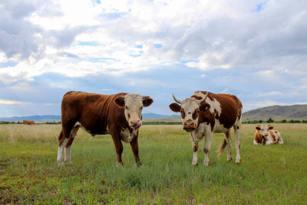 istock Herd of Cows Grazing in Meadow 1413036110