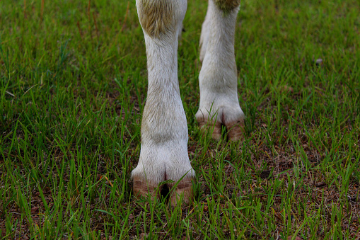 Cow legs hooves close-up. Big adult heifer standing on the farm ground