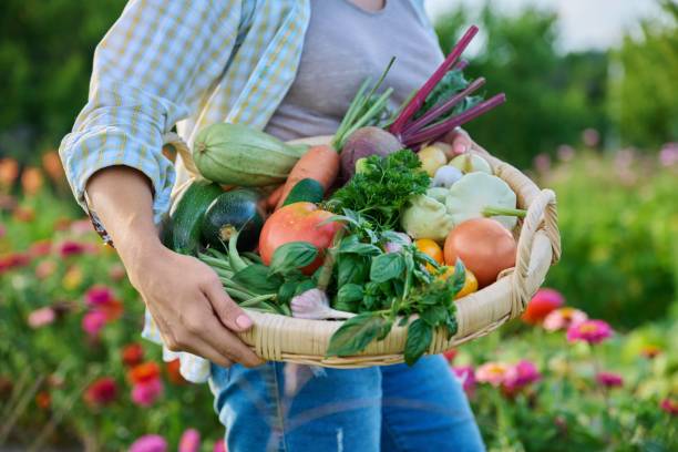 農家の手に新鮮な生の有機野菜のバスケットをクローズアップ - vegetable basket ストックフォトと画像