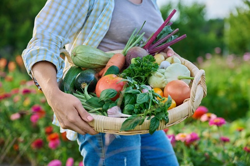Close up basket of many different fresh raw organic vegetables in farmer woman hands, summer nature vegetable garden background. Harvest vegetables from organic farm, healthy food nutrition, gardening