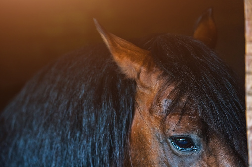 sad horse eyes close up with beautiful black fur and ears