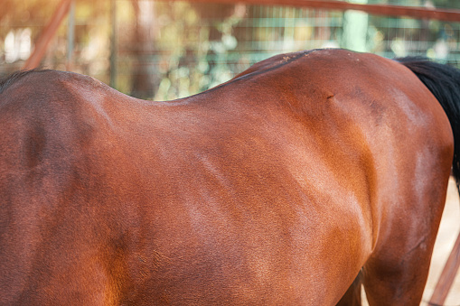 Close-up on the rump of a beautiful and muscular horse of ochre color