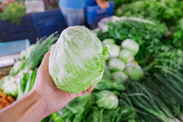 the buyer's or seller's hand with a head of green cabbage iceberg lettuce. eco green food and farmers organic market - iceberg lettuce imagens e fotografias de stock