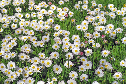 Close-up view of meadow with green grass and white small daisy flowers (Bellis perennis).