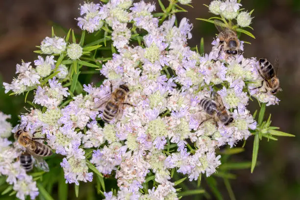 Bee - Apis mellifera - pollinates a blossom of the narrowleaf mountainmint, slender mountainmint, common horsemint or Virginia thyme - Pycnanthemum tenuifolium