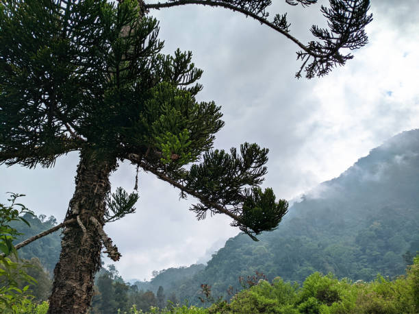 istock Foggy weather in the tropical forest 1413041744