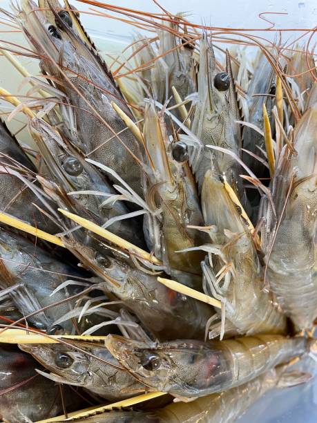 istock Shrimps  close-up. Tiger shrimps  cooking process 1413041846