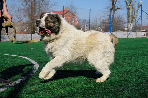 Big dog. the fur is fluffy at pooch, the Central Asian Shepherd Dog is white. Alabai or kagal, a breed for the protection of territories and fields, detent. Walk with a cynologist on the football fiel
