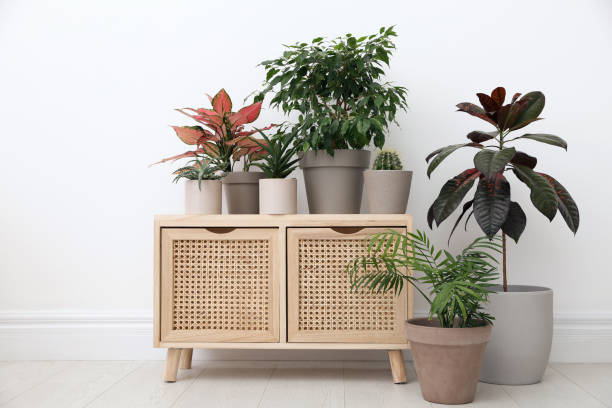 istock Many different houseplants near white wall in room 1413042810