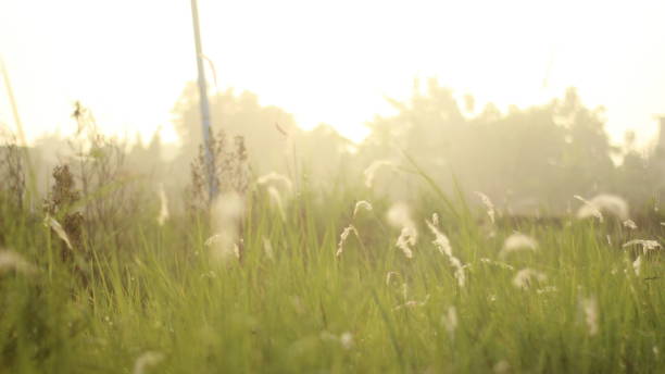 istock Imperata cylindrica grass with a shinning Sunrice 1413043265