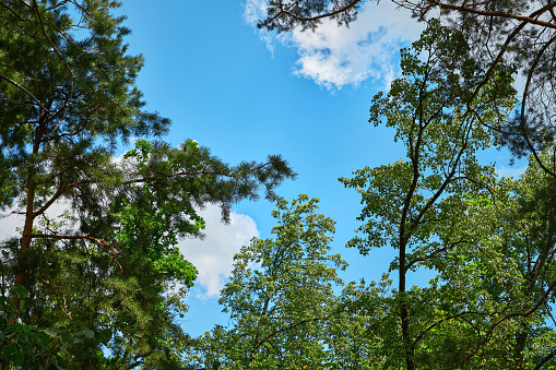 The green trees top in forest blue sky and sun beams shining through leaves. Bottom view.