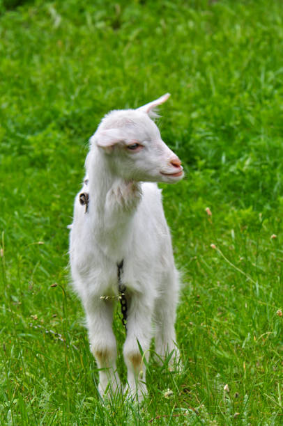 istock Animal in its habitat 1413044603