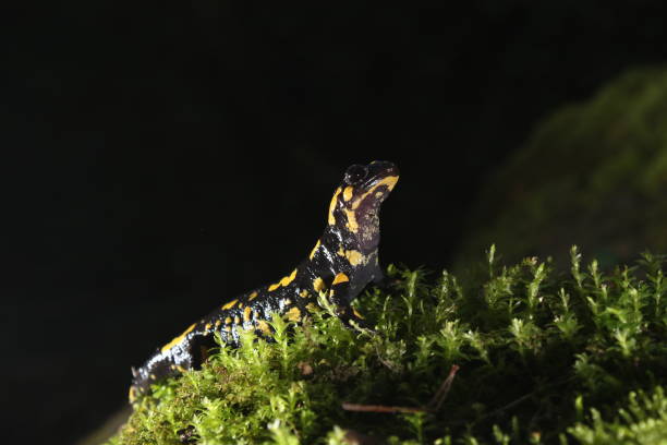 istock Yellow and black salamander at night 1413045867
