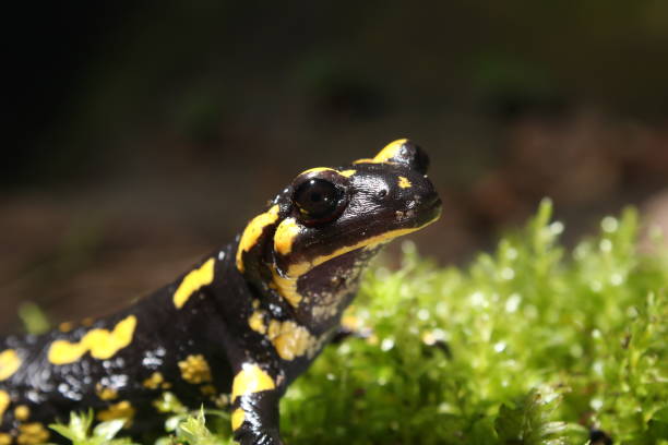 istock Yellow and black salamander at night 1413045870