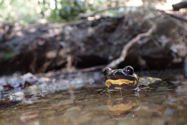 istock Yellow and black salamander at night 1413045890