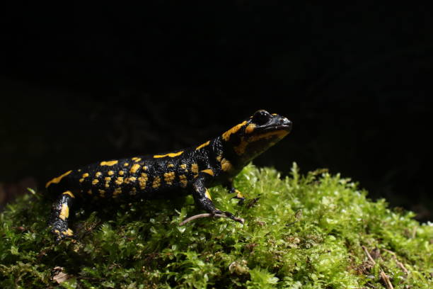 istock Yellow and black salamander at night 1413045911