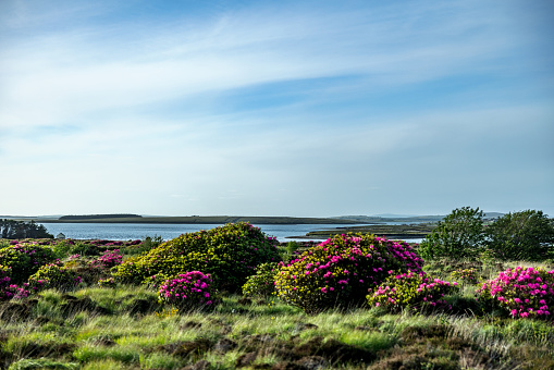 Photo of landscape and plants in Ireland during spring time