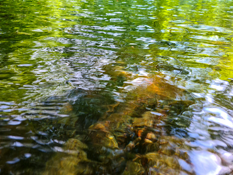 Stones in a cold natural lake with green water and trees - underwater waves