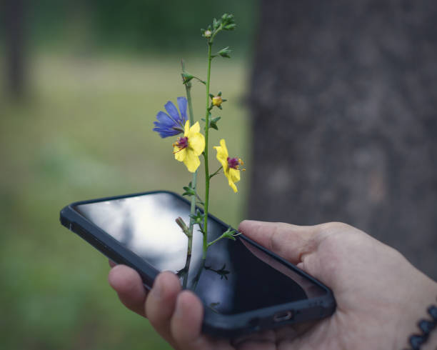 istock A plant with flowers grows from the phone. Verbascum thapsus. 1413047457