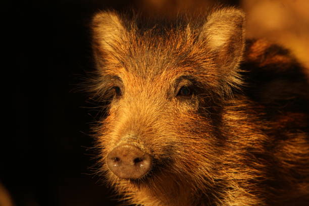 아기 멧돼지가 닫힙니다. - domestic pig animals in the wild wild boar hunting 뉴스 사진 이미지