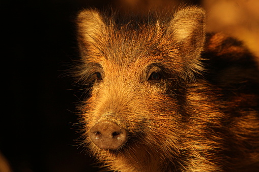 Baby wild boars close up photographed with remote shutter