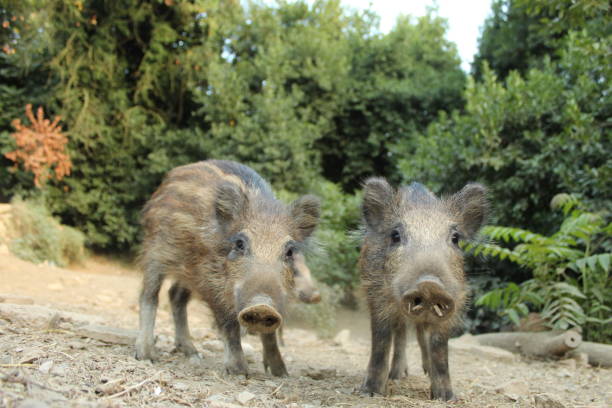 Baby wild boars close up photographed with remote shutter