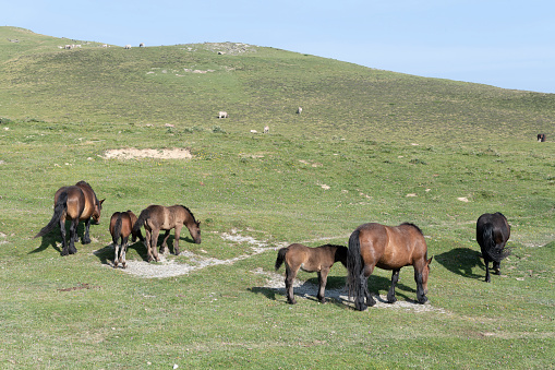 Wild horses grazing with their young