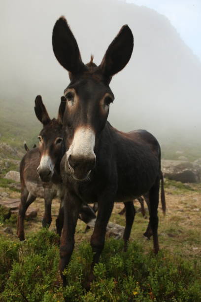 istock Wild donkeys on a foggy landscape 1413048533