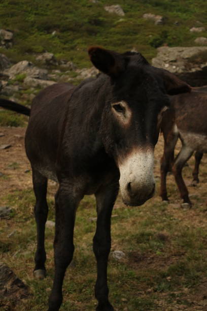 istock Wild donkeys on a foggy landscape 1413048538