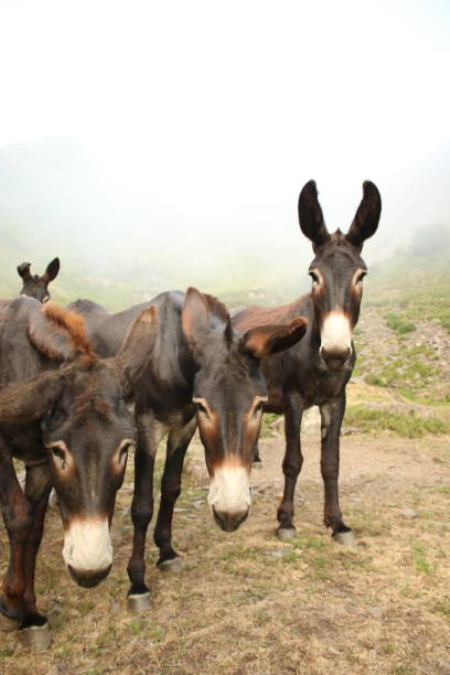 istock Wild donkeys on a foggy landscape 1413048629