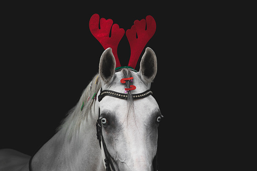 White lipizzaner mare with Christmas holiday accessorize, black background, detail. She has blue eyes, reindeer antlers.