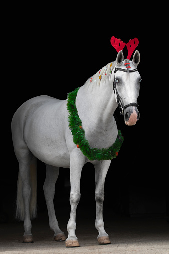 White lipizzaner horse mare with blue eyes ready for Christmas holidays! She is wearing xmas wreath and reindeer antlers.