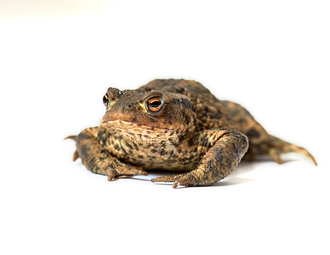 Amphibians portraits: toads and frogs studio shots. Common frog Rana temporaria