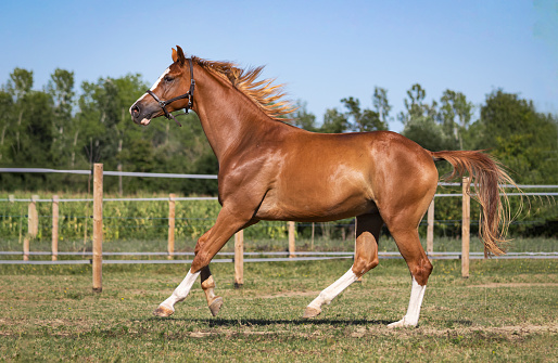 Chestnut trakehner horse galloping in pasture, sunny day, no bridle no saddle