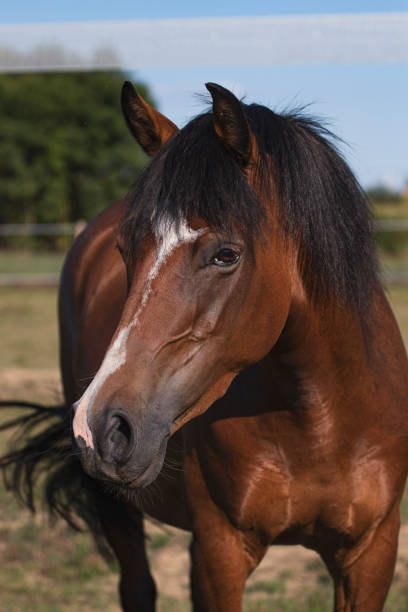 istock Bay horse portrait 1413048817