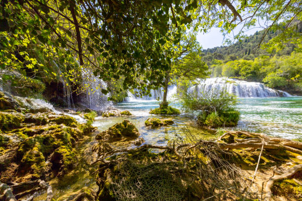 Netting on tangled roots with beautiful waterfall in forest on sunny day