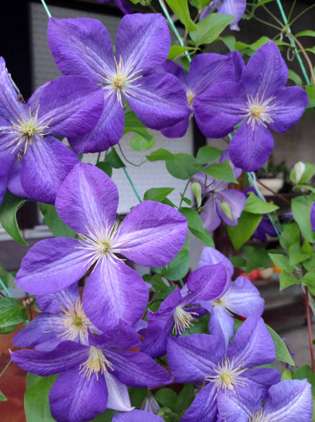istock purple blooming clematis close up 1413049677