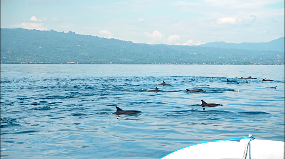 the Stenellalongirostris family of dolphins that jump out of the water in the open, clear sea on the island of Bali