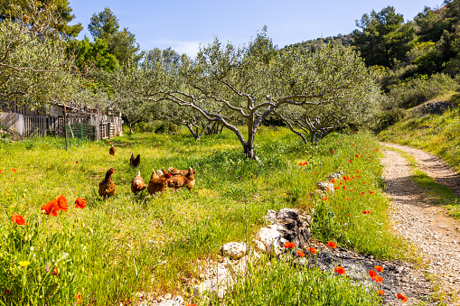 Chickens grazing in green meadow along empty dirt road on sunny day