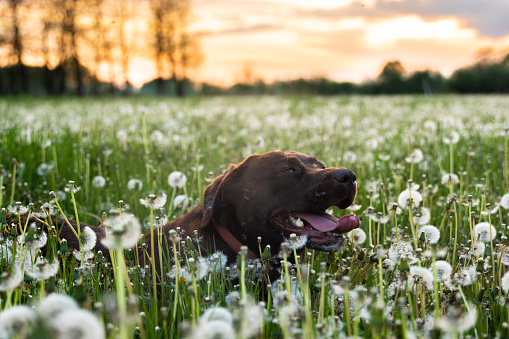 Brown labrador dog lying down on field of blooming dandelion flowers against sky