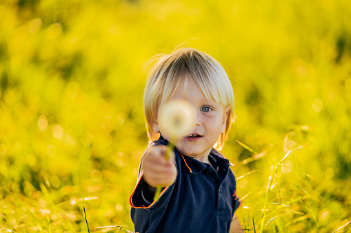 Cute little boy holding dandelion flower while standing on green grassy rural field during sunny summer day
